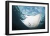 A Manta Ray Swims Through Shallow Water in the Tropical Pacific Ocean-Stocktrek Images-Framed Photographic Print