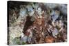 A Mantis Shrimp Peers Out of its Lair on a Reef in Indonesia-Stocktrek Images-Stretched Canvas