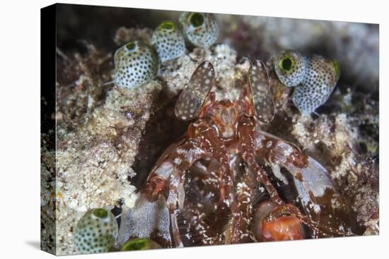 A Mantis Shrimp Peers Out of its Lair on a Reef in Indonesia-Stocktrek Images-Stretched Canvas