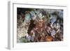 A Mantis Shrimp Peers Out of its Lair on a Reef in Indonesia-Stocktrek Images-Framed Photographic Print