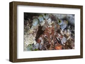 A Mantis Shrimp Peers Out of its Lair on a Reef in Indonesia-Stocktrek Images-Framed Photographic Print