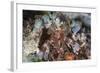 A Mantis Shrimp Peers Out of its Lair on a Reef in Indonesia-Stocktrek Images-Framed Photographic Print