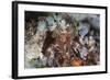 A Mantis Shrimp Peers Out of its Lair on a Reef in Indonesia-Stocktrek Images-Framed Photographic Print