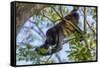 A Mantled Howler Monkey (Alouatta Palliata)-Rob Francis-Framed Stretched Canvas