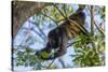 A Mantled Howler Monkey (Alouatta Palliata)-Rob Francis-Stretched Canvas