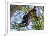 A Mantled Howler Monkey (Alouatta Palliata)-Rob Francis-Framed Photographic Print