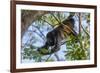 A Mantled Howler Monkey (Alouatta Palliata)-Rob Francis-Framed Photographic Print