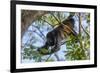 A Mantled Howler Monkey (Alouatta Palliata)-Rob Francis-Framed Photographic Print