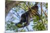 A Mantled Howler Monkey (Alouatta Palliata)-Rob Francis-Mounted Photographic Print