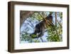 A Mantled Howler Monkey (Alouatta Palliata)-Rob Francis-Framed Photographic Print