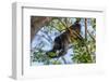 A Mantled Howler Monkey (Alouatta Palliata)-Rob Francis-Framed Photographic Print