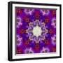 A Many Layered Flower Mandala-Alaya Gadeh-Framed Photographic Print