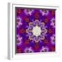 A Many Layered Flower Mandala-Alaya Gadeh-Framed Photographic Print