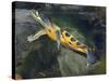 A Map Turtle with Moss Growing On It's Shell-Stocktrek Images-Stretched Canvas