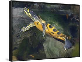 A Map Turtle with Moss Growing On It's Shell-Stocktrek Images-Framed Photographic Print