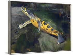 A Map Turtle with Moss Growing On It's Shell-Stocktrek Images-Framed Photographic Print