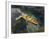 A Map Turtle with Moss Growing On It's Shell-Stocktrek Images-Framed Photographic Print