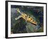 A Map Turtle with Moss Growing On It's Shell-Stocktrek Images-Framed Photographic Print