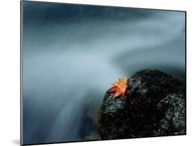 A Maple Leaf on a Rock Beside Stream, Okutama, Tokyo-null-Mounted Photographic Print