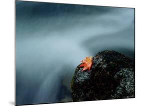 A Maple Leaf on a Rock Beside Stream, Okutama, Tokyo-null-Mounted Photographic Print