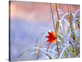 A Maple Leaf on the Grass-null-Stretched Canvas