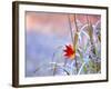 A Maple Leaf on the Grass-null-Framed Photographic Print