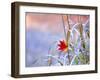 A Maple Leaf on the Grass-null-Framed Photographic Print