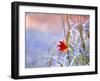 A Maple Leaf on the Grass-null-Framed Photographic Print