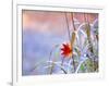 A Maple Leaf on the Grass-null-Framed Photographic Print