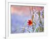 A Maple Leaf on the Grass-null-Framed Photographic Print