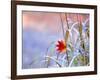 A Maple Leaf on the Grass-null-Framed Photographic Print