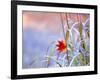 A Maple Leaf on the Grass-null-Framed Photographic Print