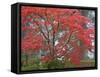 A Maple Tree at the Portland Japanese Garden, Oregon, USA-William Sutton-Framed Stretched Canvas