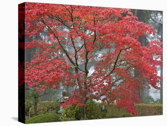 A Maple Tree at the Portland Japanese Garden, Oregon, USA-William Sutton-Stretched Canvas