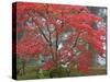 A Maple Tree at the Portland Japanese Garden, Oregon, USA-William Sutton-Stretched Canvas