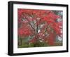 A Maple Tree at the Portland Japanese Garden, Oregon, USA-William Sutton-Framed Premium Photographic Print