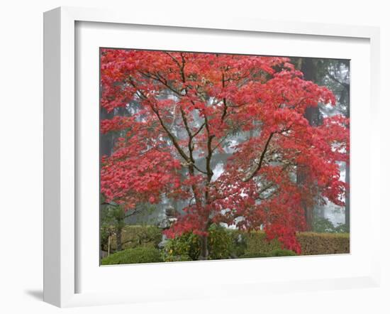 A Maple Tree at the Portland Japanese Garden, Oregon, USA-William Sutton-Framed Premium Photographic Print