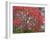 A Maple Tree at the Portland Japanese Garden, Oregon, USA-William Sutton-Framed Premium Photographic Print