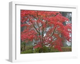 A Maple Tree at the Portland Japanese Garden, Oregon, USA-William Sutton-Framed Premium Photographic Print