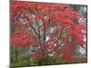 A Maple Tree at the Portland Japanese Garden, Oregon, USA-William Sutton-Mounted Premium Photographic Print
