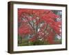 A Maple Tree at the Portland Japanese Garden, Oregon, USA-William Sutton-Framed Photographic Print