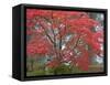 A Maple Tree at the Portland Japanese Garden, Oregon, USA-William Sutton-Framed Stretched Canvas