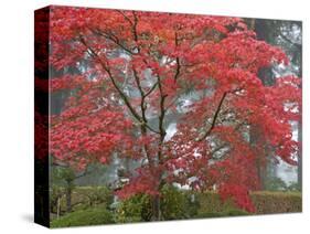 A Maple Tree at the Portland Japanese Garden, Oregon, USA-William Sutton-Stretched Canvas