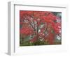 A Maple Tree at the Portland Japanese Garden, Oregon, USA-William Sutton-Framed Photographic Print