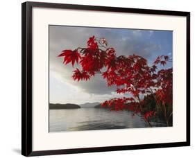 A Maple Tree in Fall Foliage Frames a View of Barnard Harbour-Richard Nowitz-Framed Photographic Print