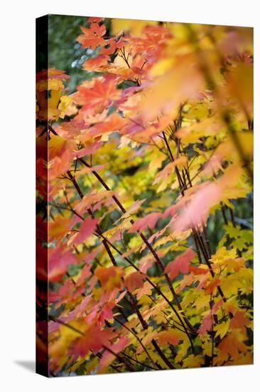 A Maple Tree in Fall in Lake Tahoe, California-Justin Bailie-Stretched Canvas