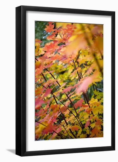 A Maple Tree in Fall in Lake Tahoe, California-Justin Bailie-Framed Photographic Print