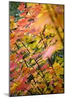 A Maple Tree in Fall in Lake Tahoe, California-Justin Bailie-Mounted Photographic Print