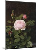 A Maria Larpin Rose-Otto Didrik Ottesen-Mounted Giclee Print