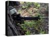 A Marine Uses a Tree for Cover and Concealment While Providing Security During a Patrol-Stocktrek Images-Stretched Canvas